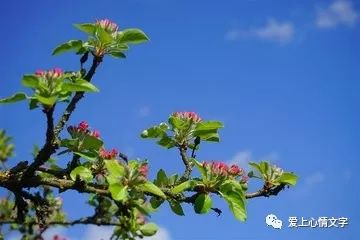 花木逢春枝叶茂金牛得草体肥壮代表什么生肖，实时解答解释落实_gbm58.66.23