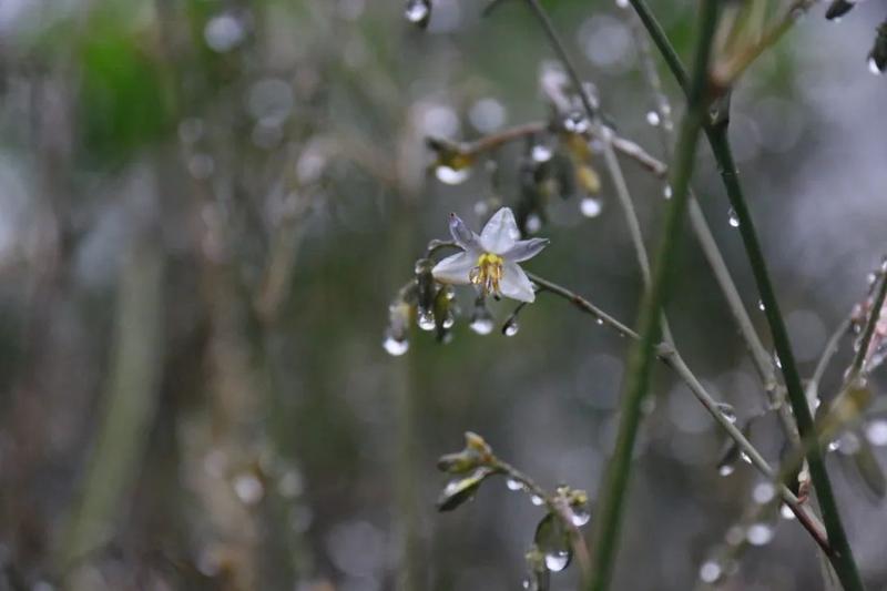 春风春雨春花美打一生肖，统计解答解释落实_i4x37.08.75