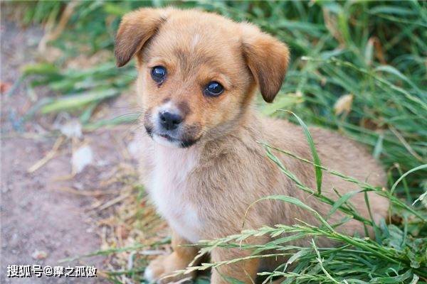 春风化雨润绿草犬守家园夜不息是什么生肖，构建解答解释落实_5wk96.84.25