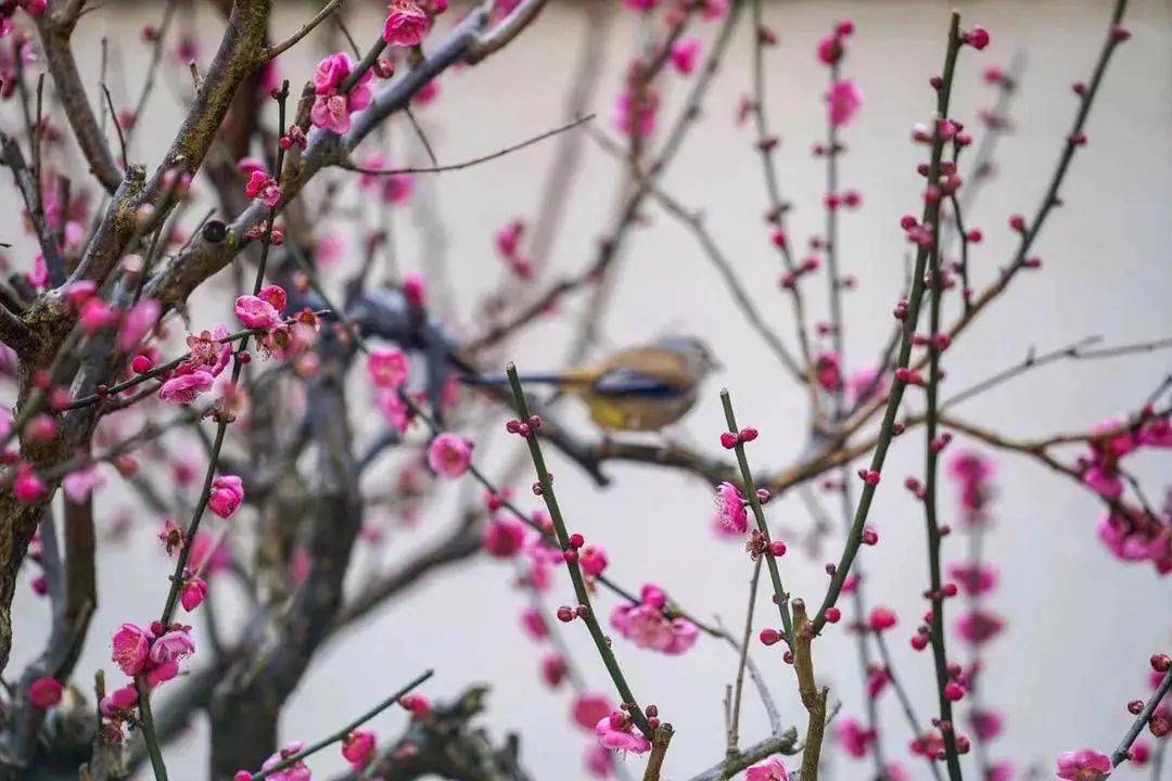 梅雨时节三月春，枝上红花四处飞 打一肖，统计解答解释落实_lp75.28.77