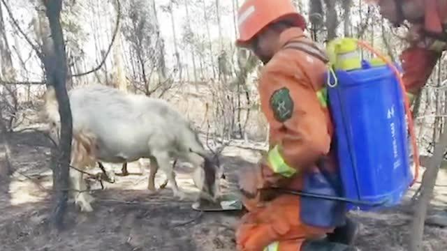 水火无情家园毁鼠猪流浪东南山是什么生肖，综合解答解释落实_muh11.08.43