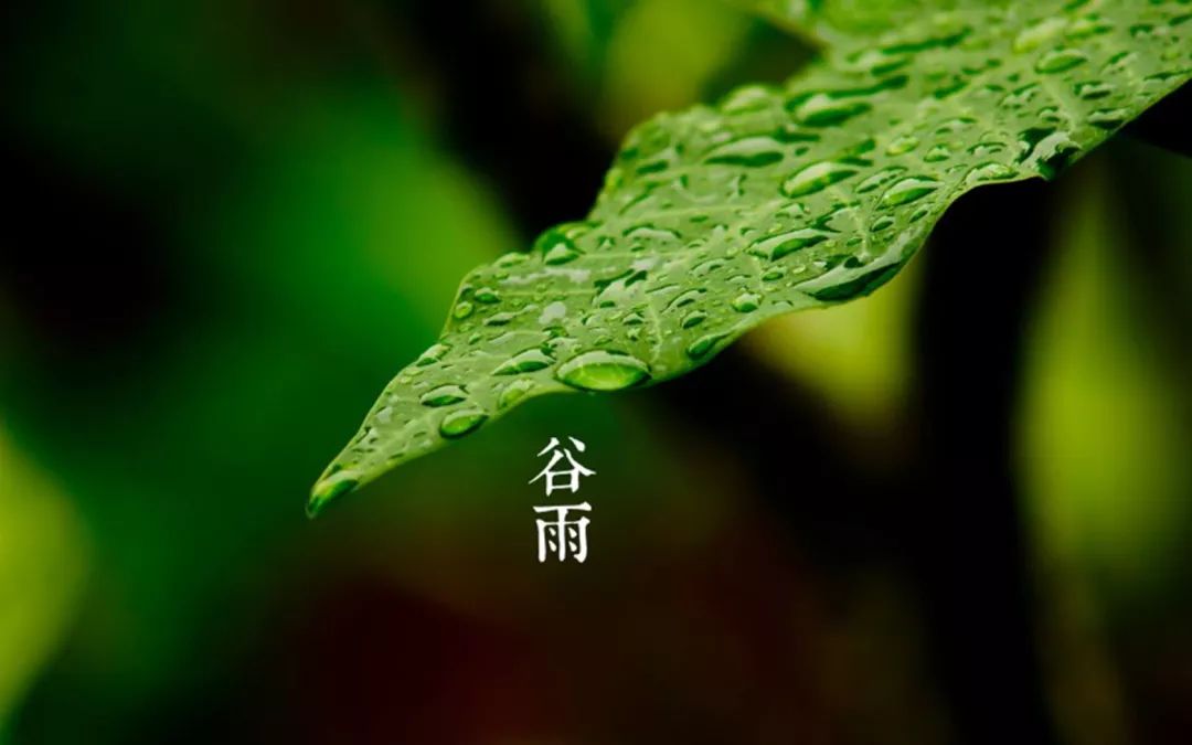 枝上红花四处飞梅雨时节三月春是什么生肖，全面解答解释落实_cfp36.07.44