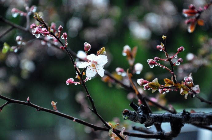 春风春雨春花美是指什么生肖，构建解答解释落实_4y93.96.56