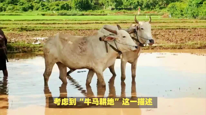 老牛耕地为农家，雨过天。打一精准生肖动物，实时解答解释落实_v679.63.93