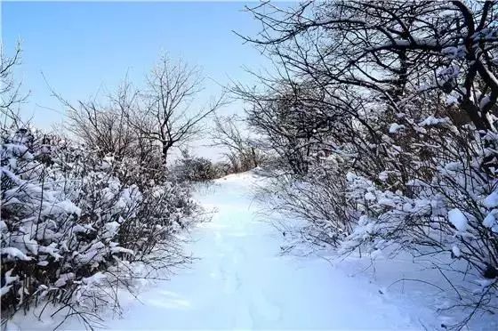 寒冬白雪满天飞 喜兆丰年家富裕打一生肖，精准解答解释落实_vvl15.31.85