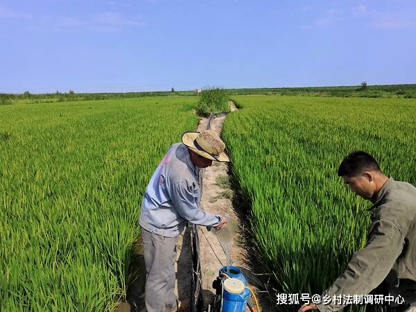 夫妻双双把田种，大蓝大绿五谷丰 是什么生肖，综合解答解释落实_iw12.58.40