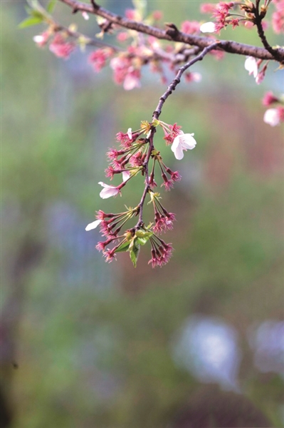 落花纷纷稍觉多十二生肖我为王是什么生肖，构建解答解释落实_3lk03.16.65