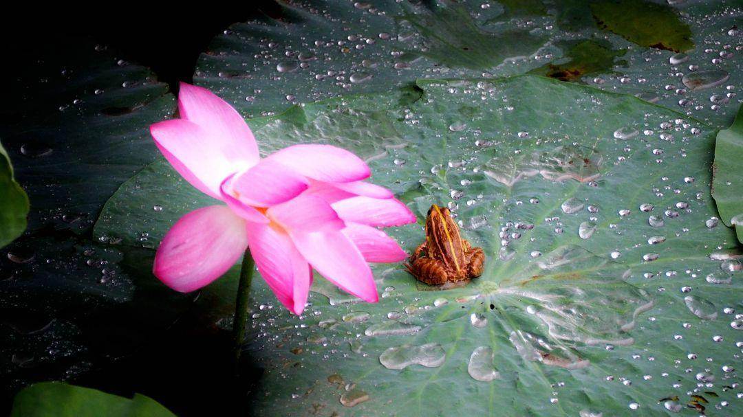 知时好雨滴绿叶,池中红莲似出水是什么生肖，时代解答解释落实_no77.90.83