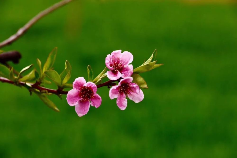 春风春雨春花美 土生土长土生金是什么生肖，深度解答解释落实_g0r47.86.69