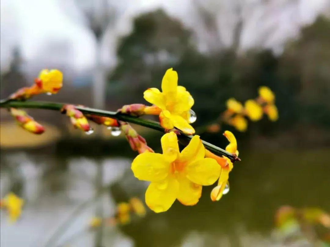 春风春雨春花美 土生土长土生金是什么生肖，深度解答解释落实_dub01.06.17