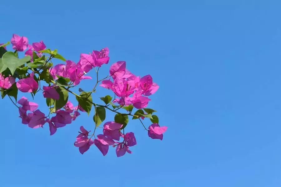 花红柳绿不夜天，倚香偎玉堪流连。打一精准生肖动物，前沿解答解释落实_i1652.69.92