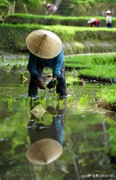 春天播种秋天收 待在四月立夏令是什么生肖，实时解答解释落实_eg96.00.63