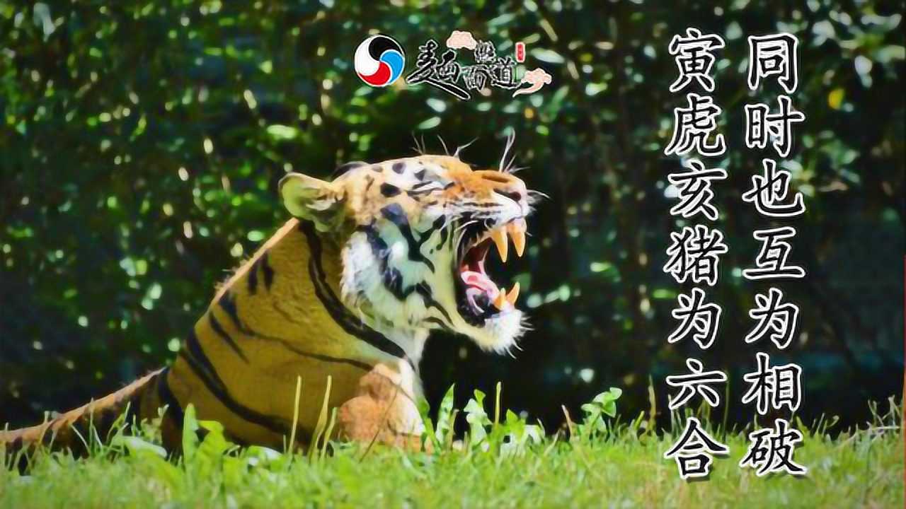 虎猪六合在地支，一个恶来一无势。，构建解答解释落实_ejy20.37.35