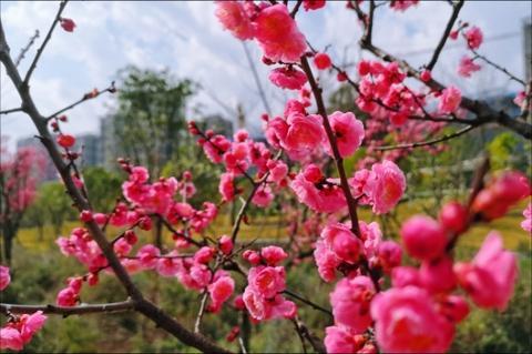 满地绿草绿油油 春暖花开红艳艳打一生肖，实证解答解释落实_q3515.74.88