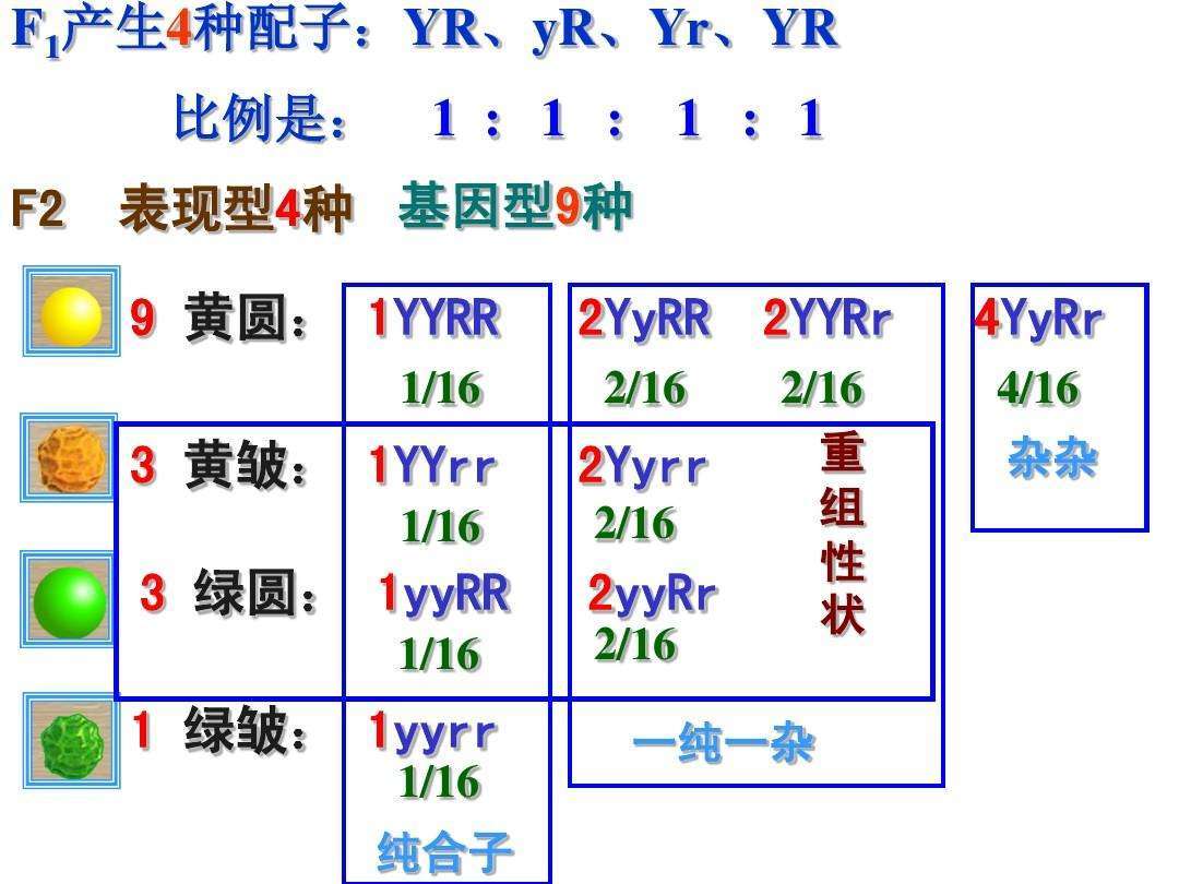 初始大地子午逢打一动物，定量解答解释落实_spj48.78.33